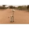 Girafă de pluș Safari Friends pentru bebeluși și copii